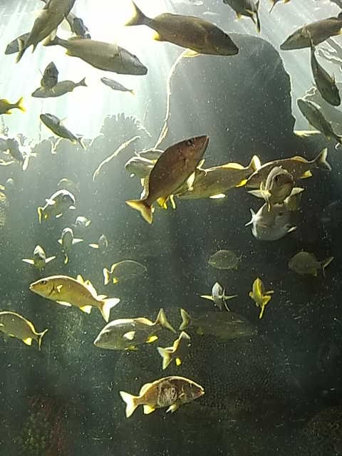 Floridas Fishes, Тампа