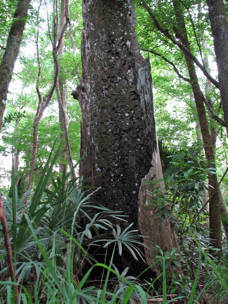Very old Bald Cypress Tree in Ocala Forest, Тик