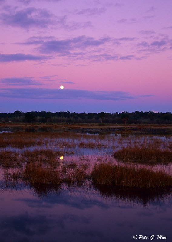 Moonrise, Lake Woodruff NWR, Тик