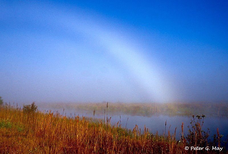 Fogbow at Lake Woodruff NWR, Тик