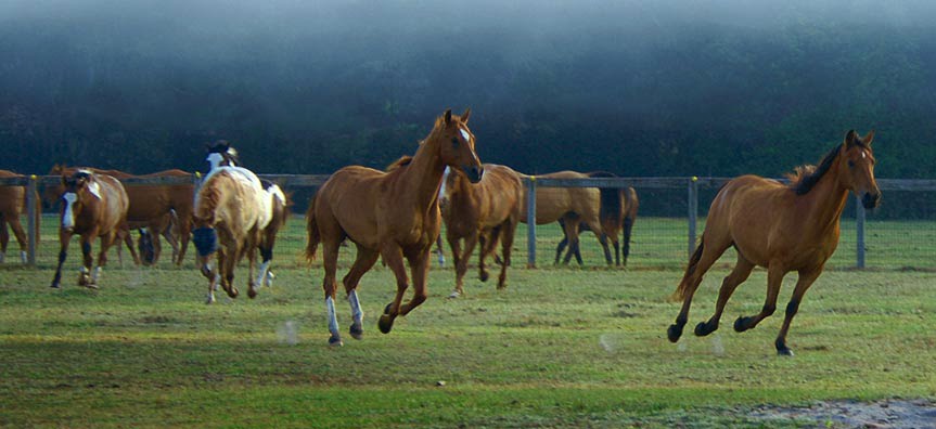Horses at Deep Creek Stables, Тик