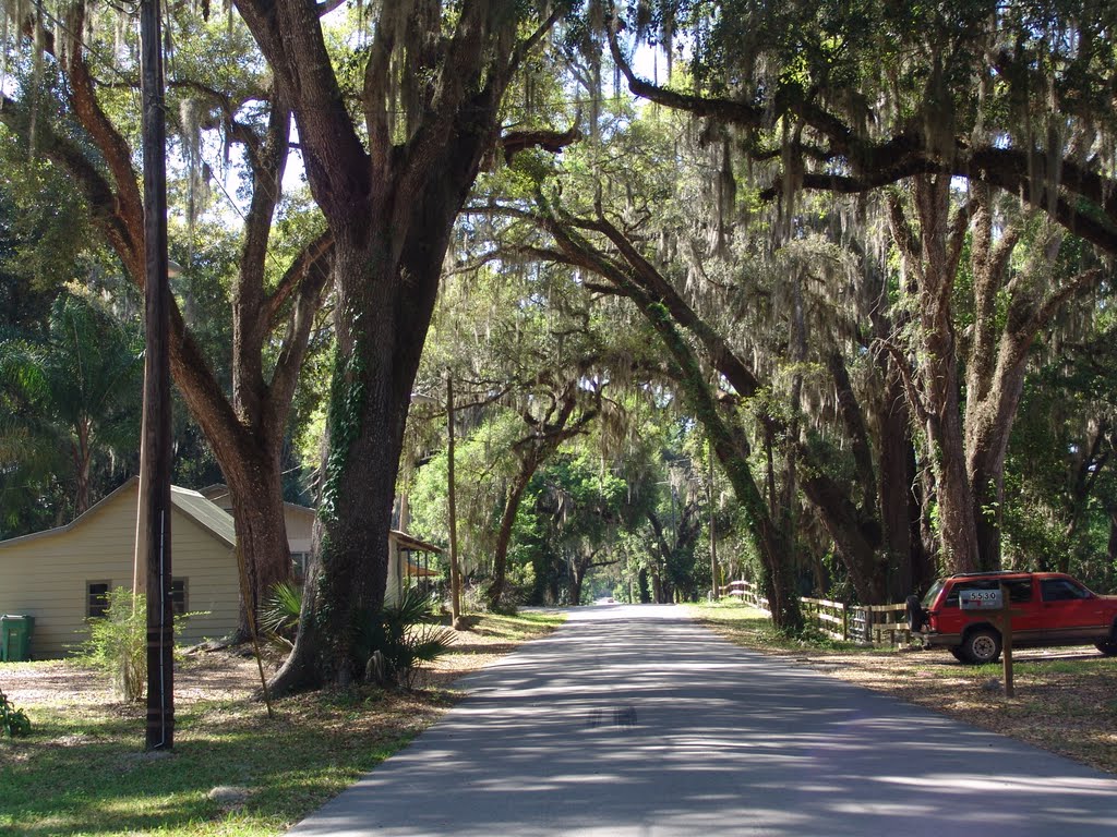 canopy road, Park Ave, DeLeon Springs (3-19-2011), Тик