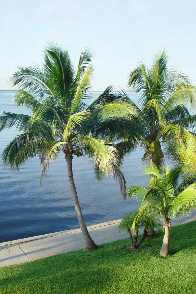 palms on the bank of the Caloosahatchee River, North Fort Myers Fla (8-2008), Форт-Майерс