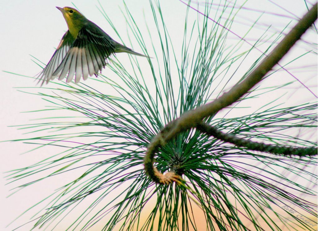 Palm warbler, Хай-Пойнт