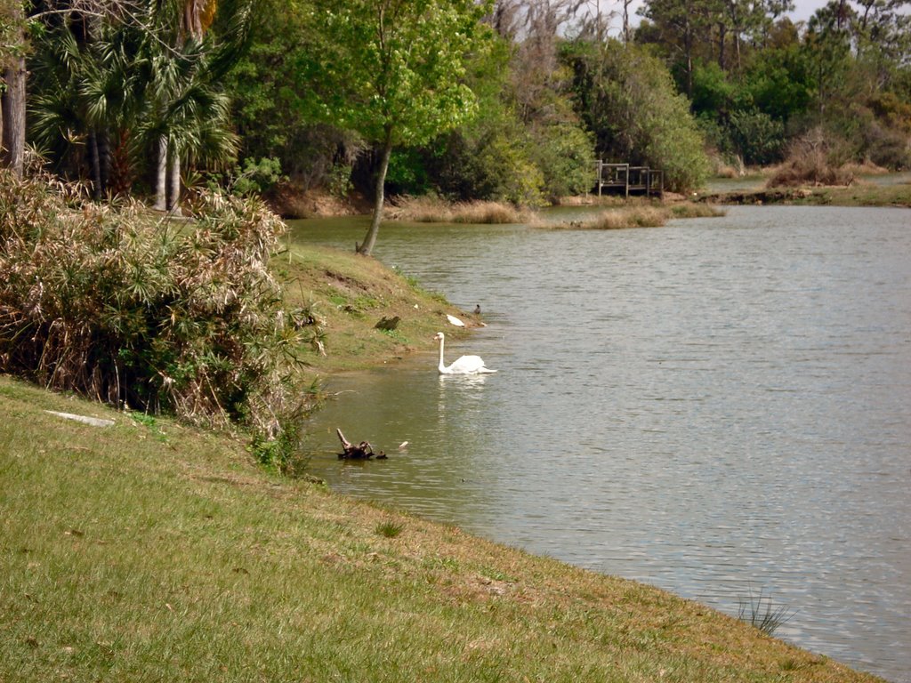 Swan At The Big Cat Refuge in Tampa, FL, Хамптон