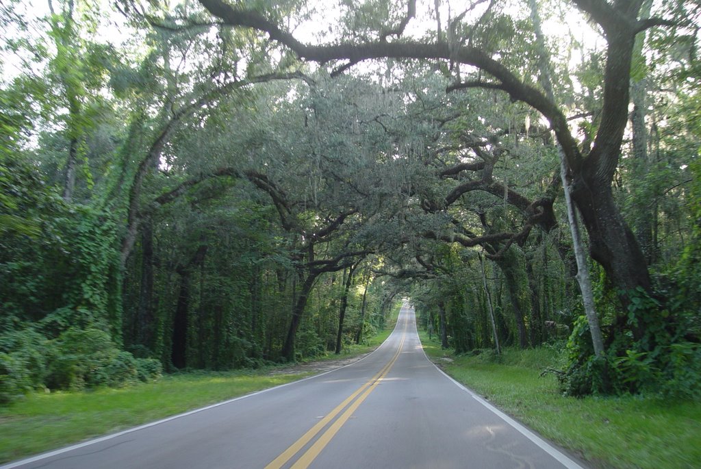 one of the nicest canopy roads in Florida, Fort Dade ave (8-2009), Хоместид-Айр-Форс-Бэйс
