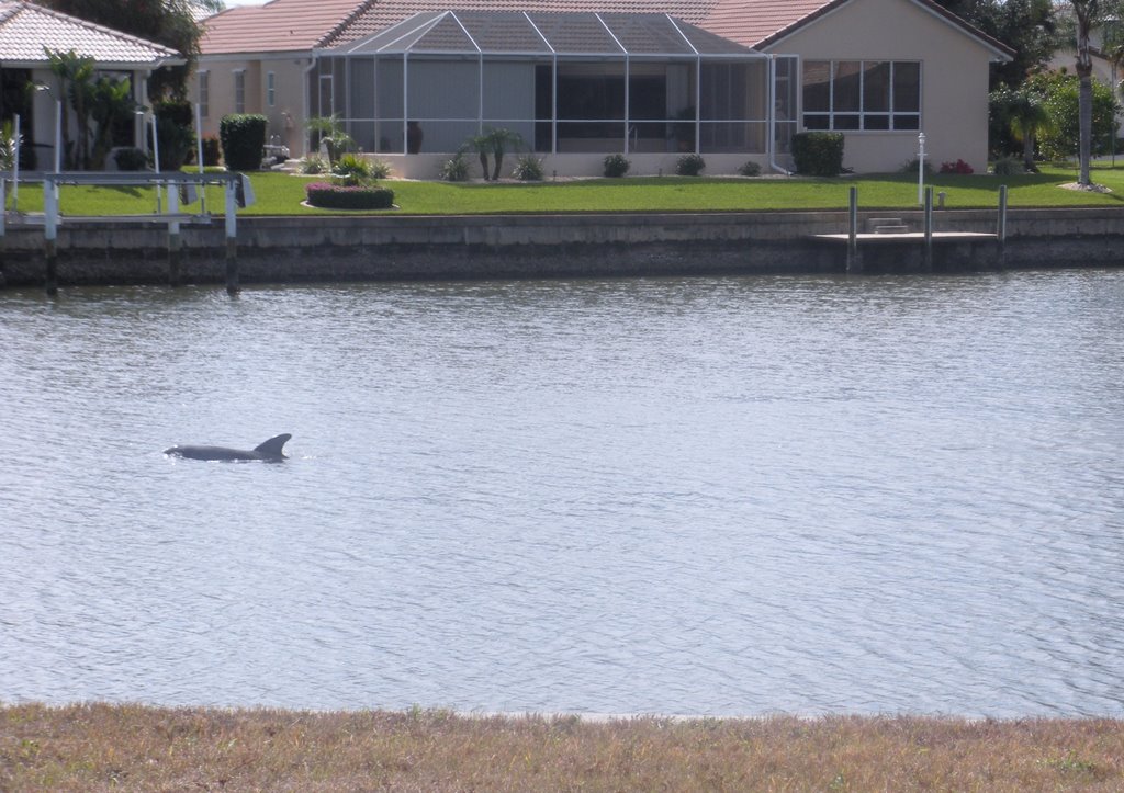 A dolphin in BSI Canal, Шарлотт-Парк