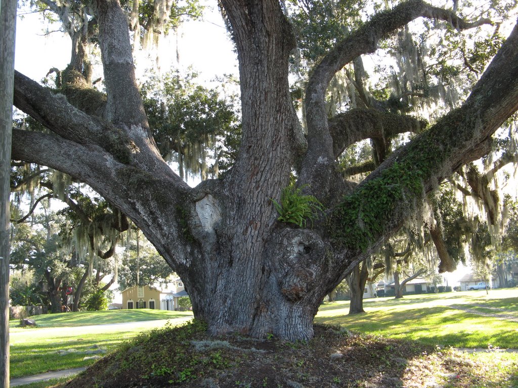 Big oak tree, Эджвуд