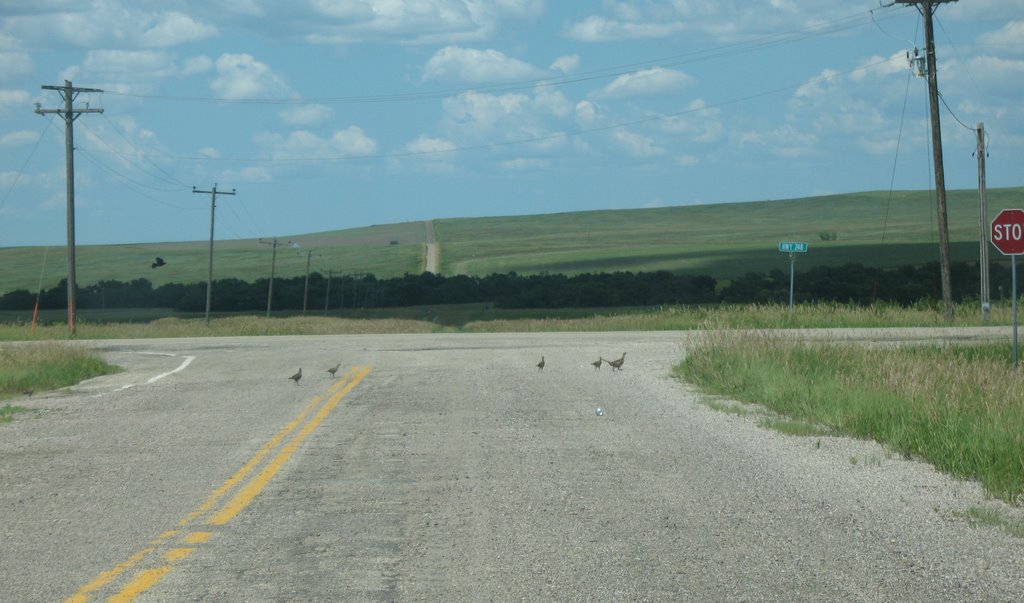 Pheasant crossing, Ватертаун