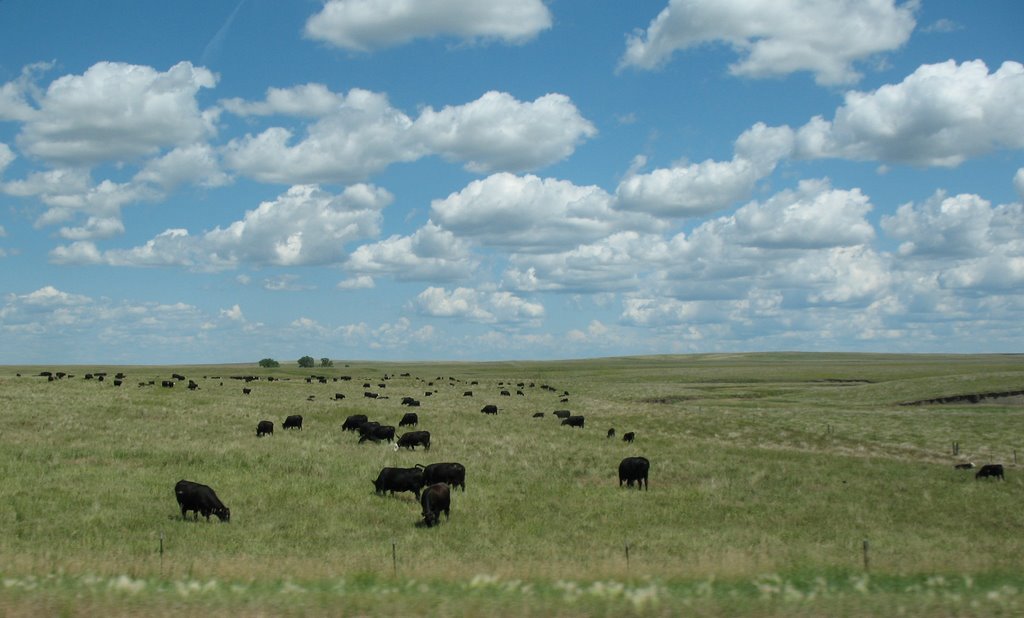 Cows and clouds on 83, Ватертаун