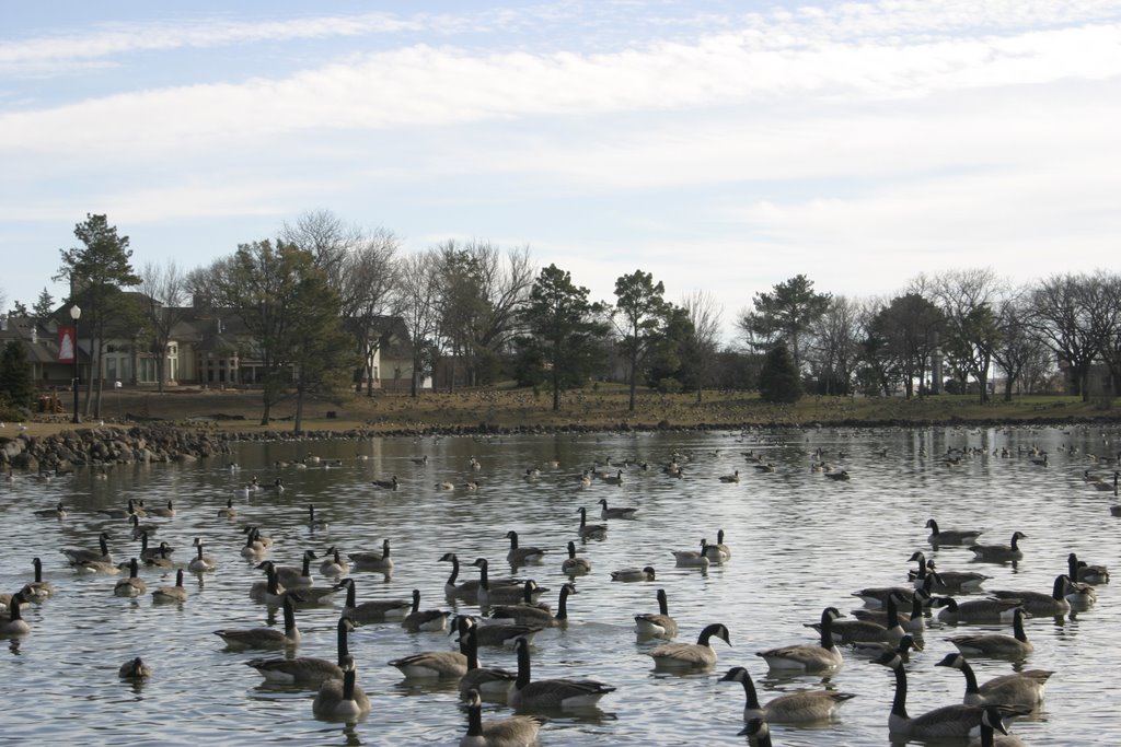 Gaggle of geese surrounding Governors Mansion, Пирр