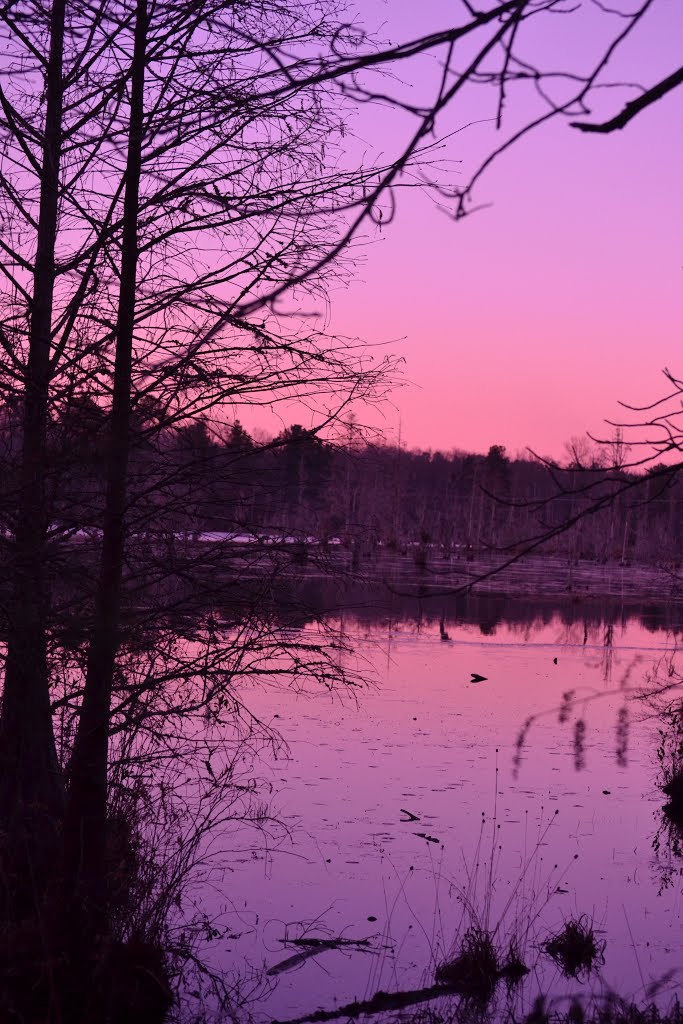Duffies Pond, near Congaree National Park, Columbia, SC, Вест-Колумбиа