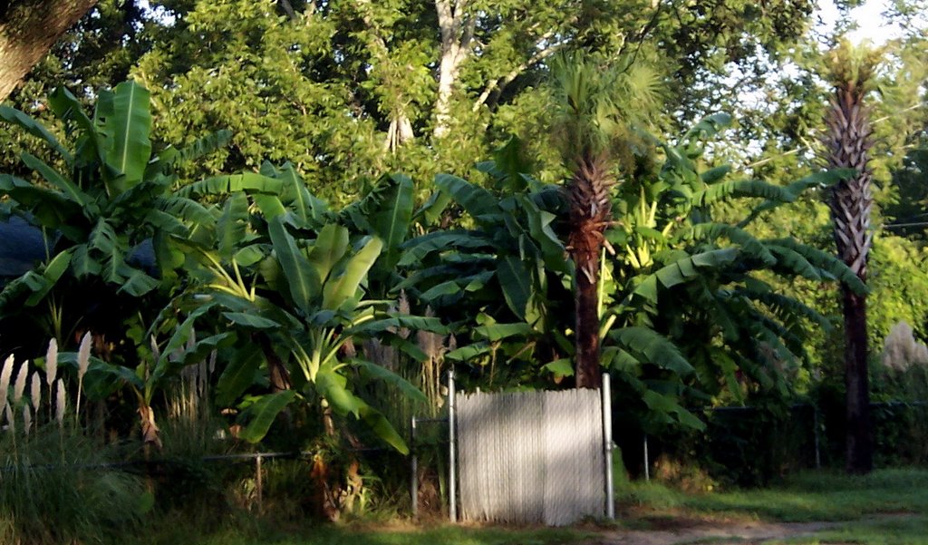 Simply Bananas Banana Plantation Charleston, SC, Джеймс-Айленд