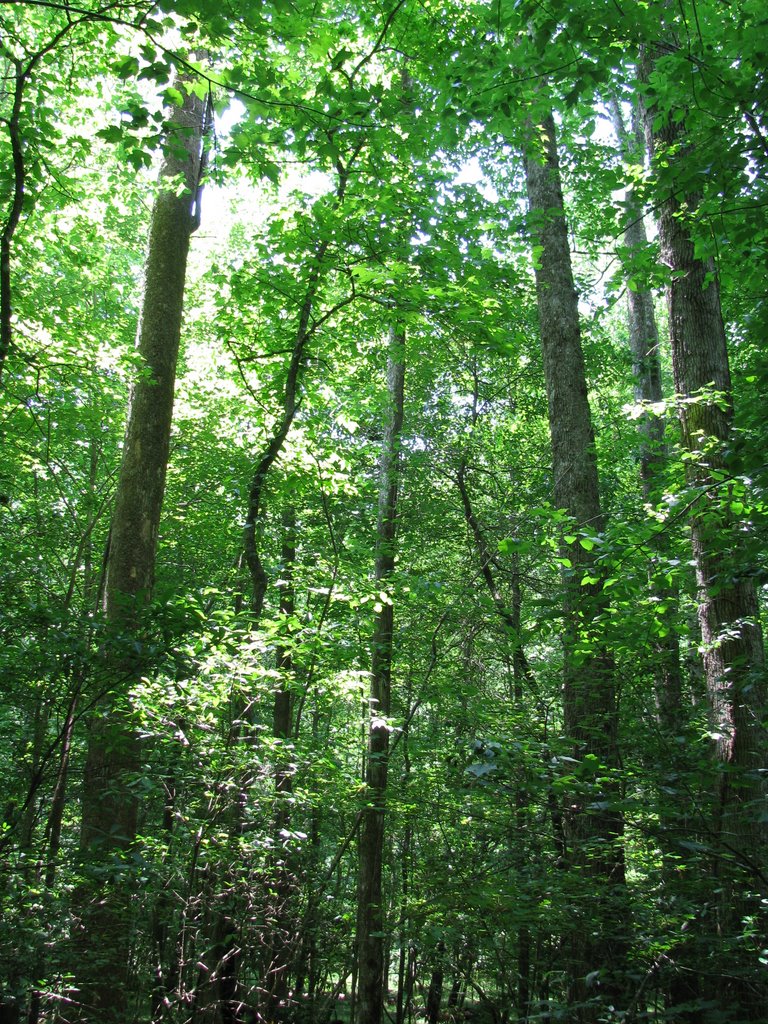 High canopy (May 2008), Кейси
