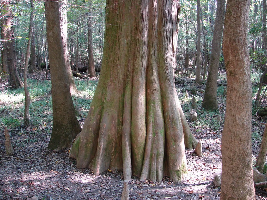 Congaree National Park, Кейси