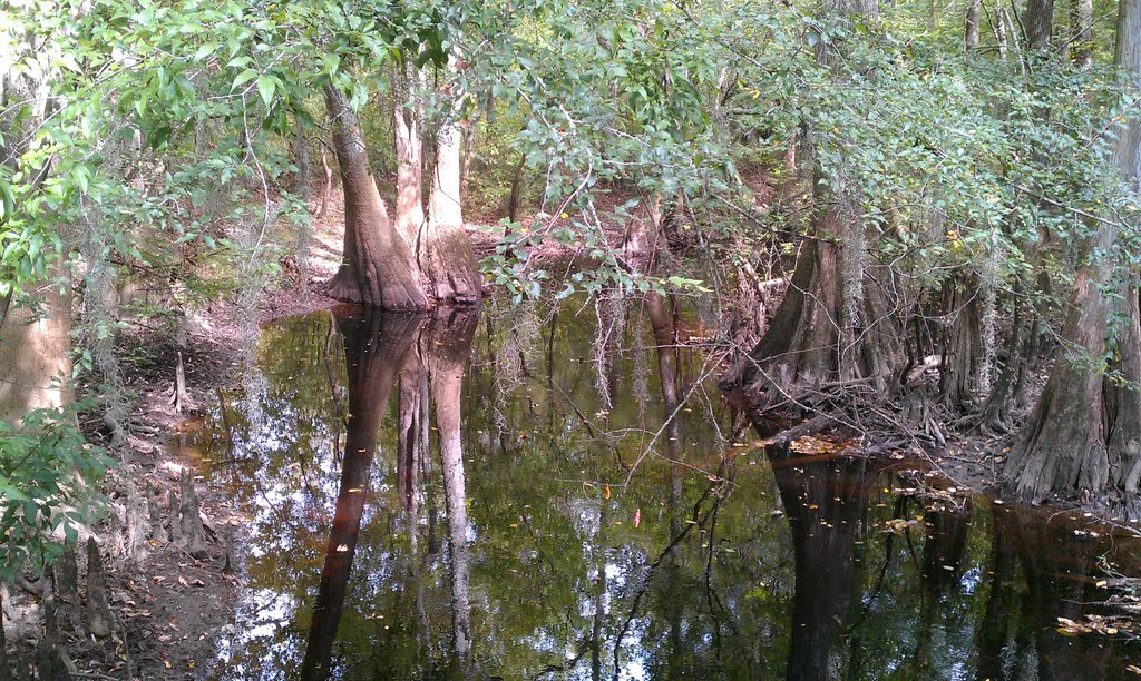 Bald Cypress trees in Congaree National Park, Кейси