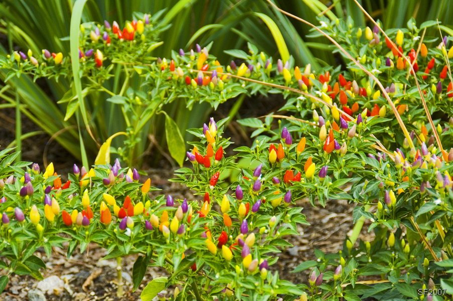 "Chili pepper" flower, Columbia, Колумбиа