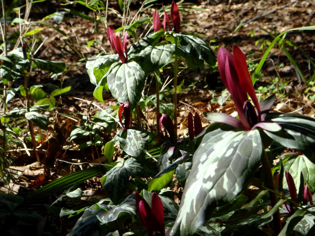 Winter flowers (Mottled Trillium: T. maculatum)., Хемингуэй