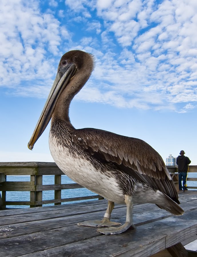 Fishing With Pelican, Хемингуэй