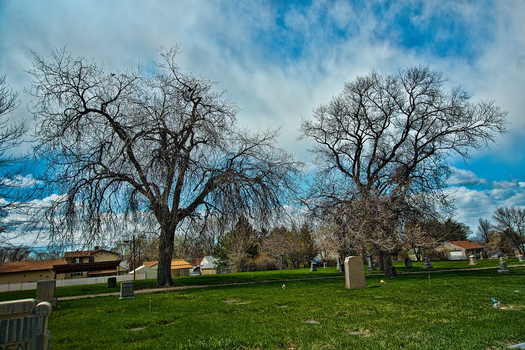 Cemetery Trees, Вашингтон-Террас