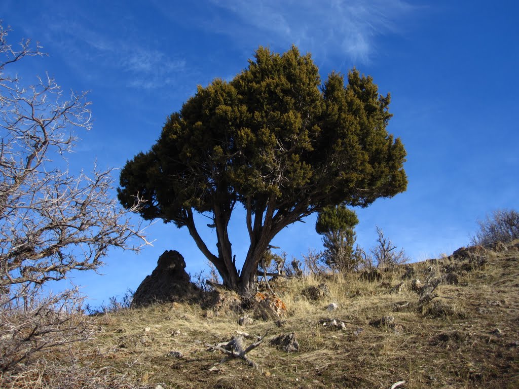 Grandeur Juniperus, Маунт-Олимпус