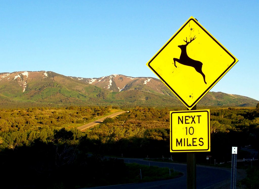 Deer Warning, Монтичелло