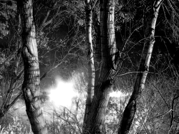Tree Light, Муррей