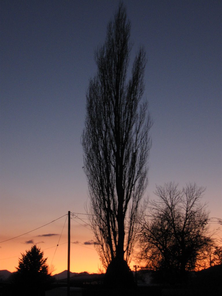Towering Lombardy Poplar Silhouette at Sunset, Прово