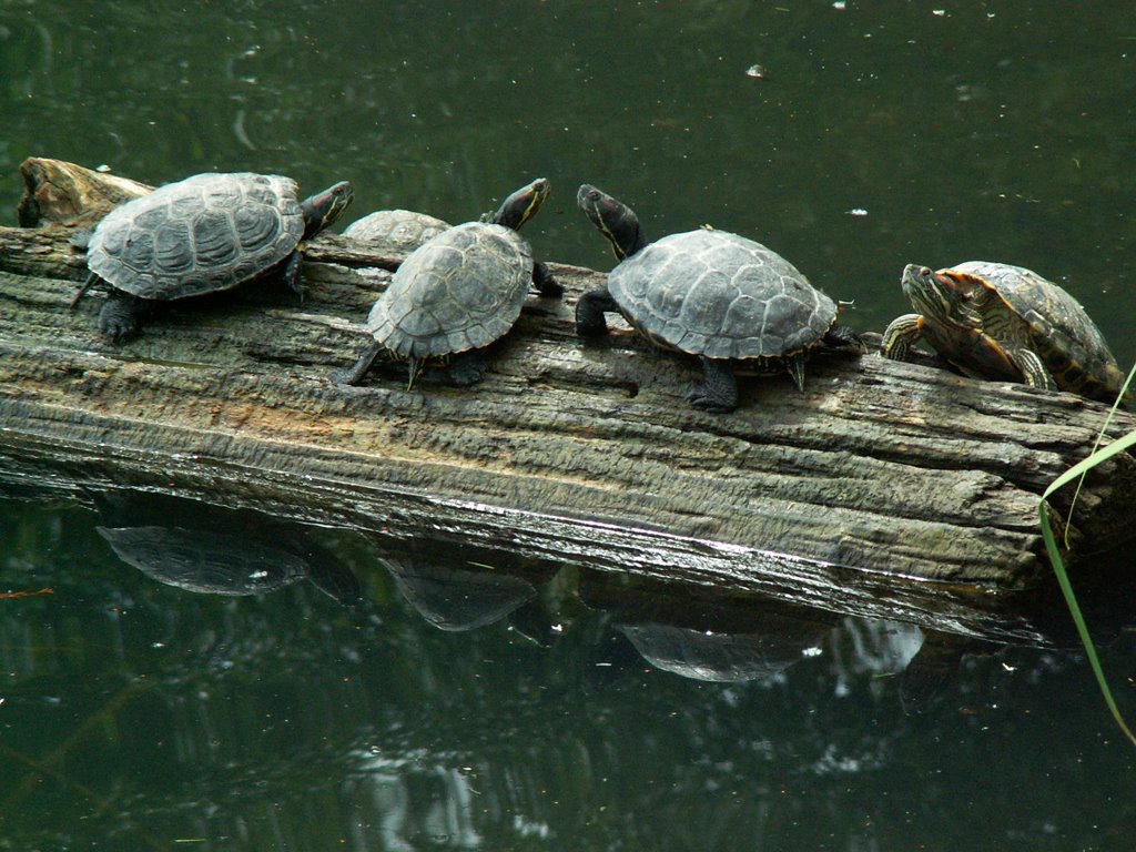 Turtles, Прово