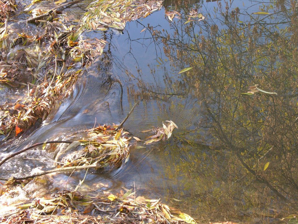 beaver pond, Саут-Солт-Лейк
