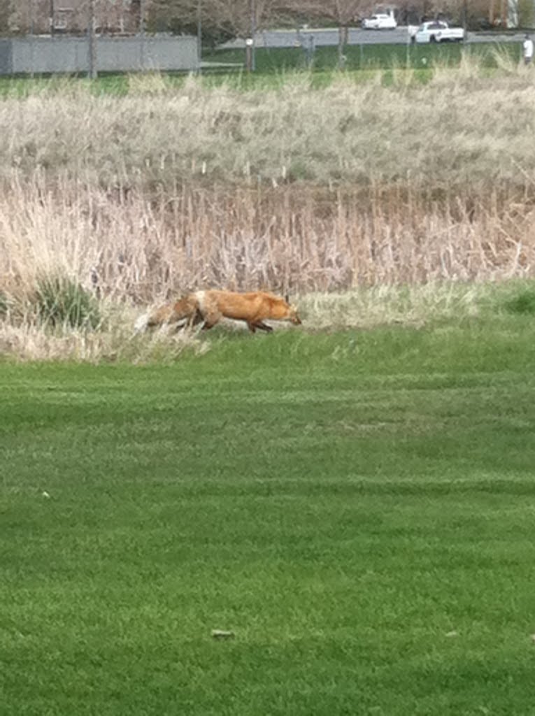 Meadow Brook Golf Course Fox, Тэйлорсвилл