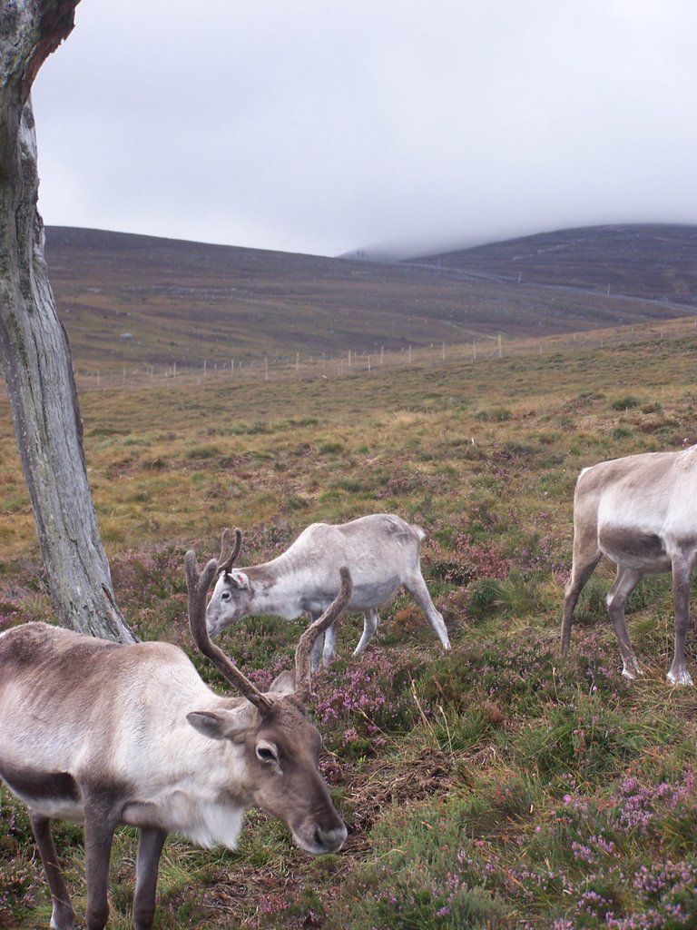 Reindeers @ Cairngorm Mountains, Авимор