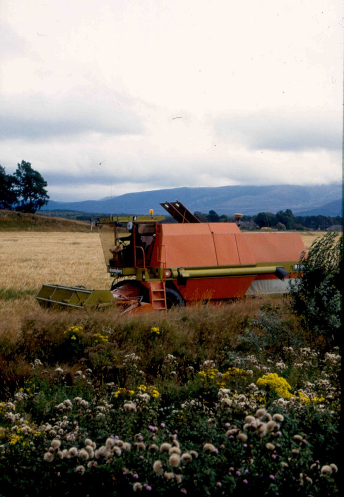 Cutting wheat, Aviemore, Scotland., Авимор