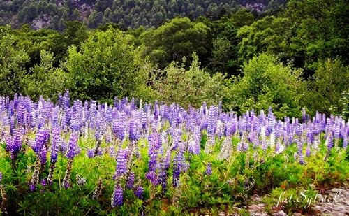 Aviemore przy brzegu Spey, Авимор