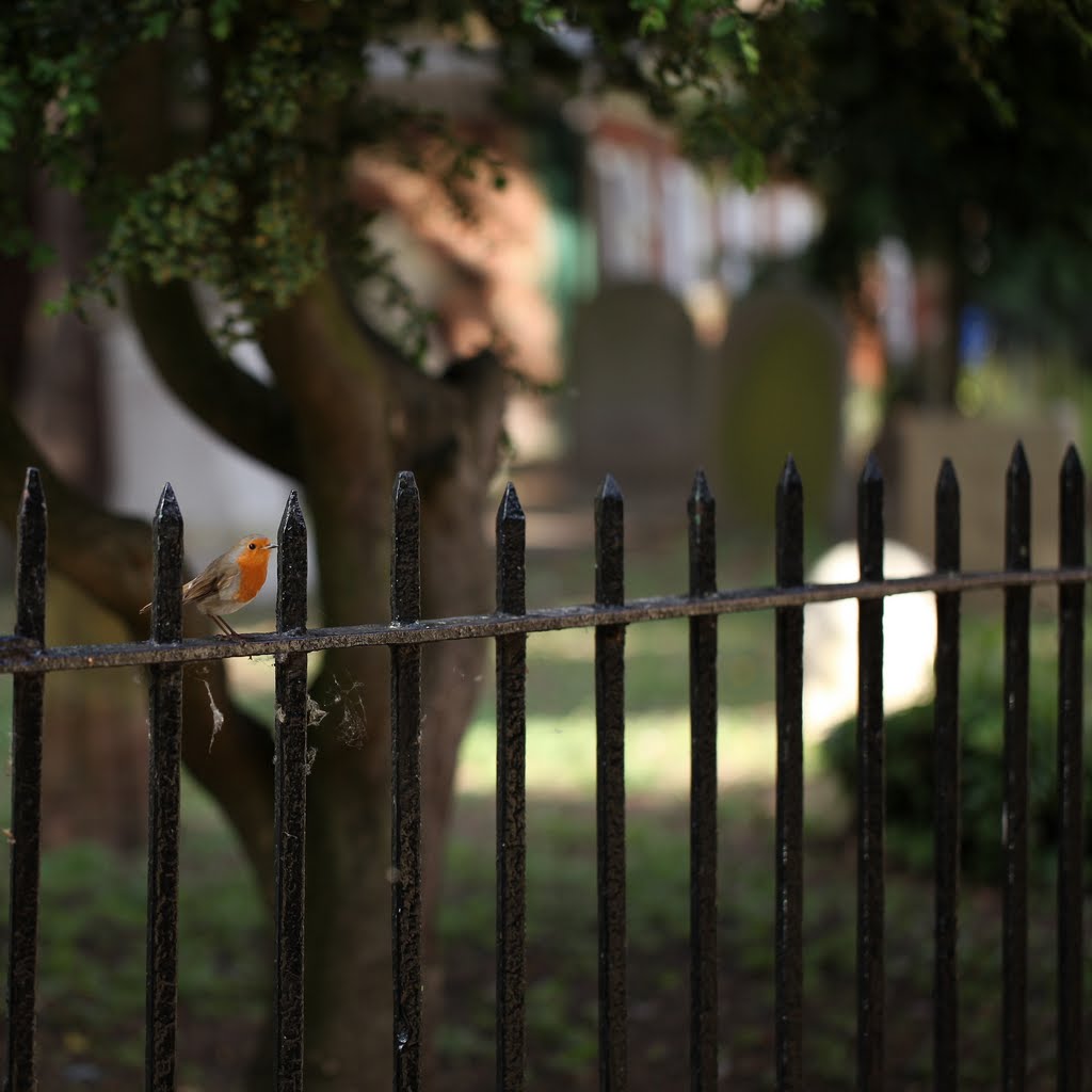 churchyard robin, Абингдон