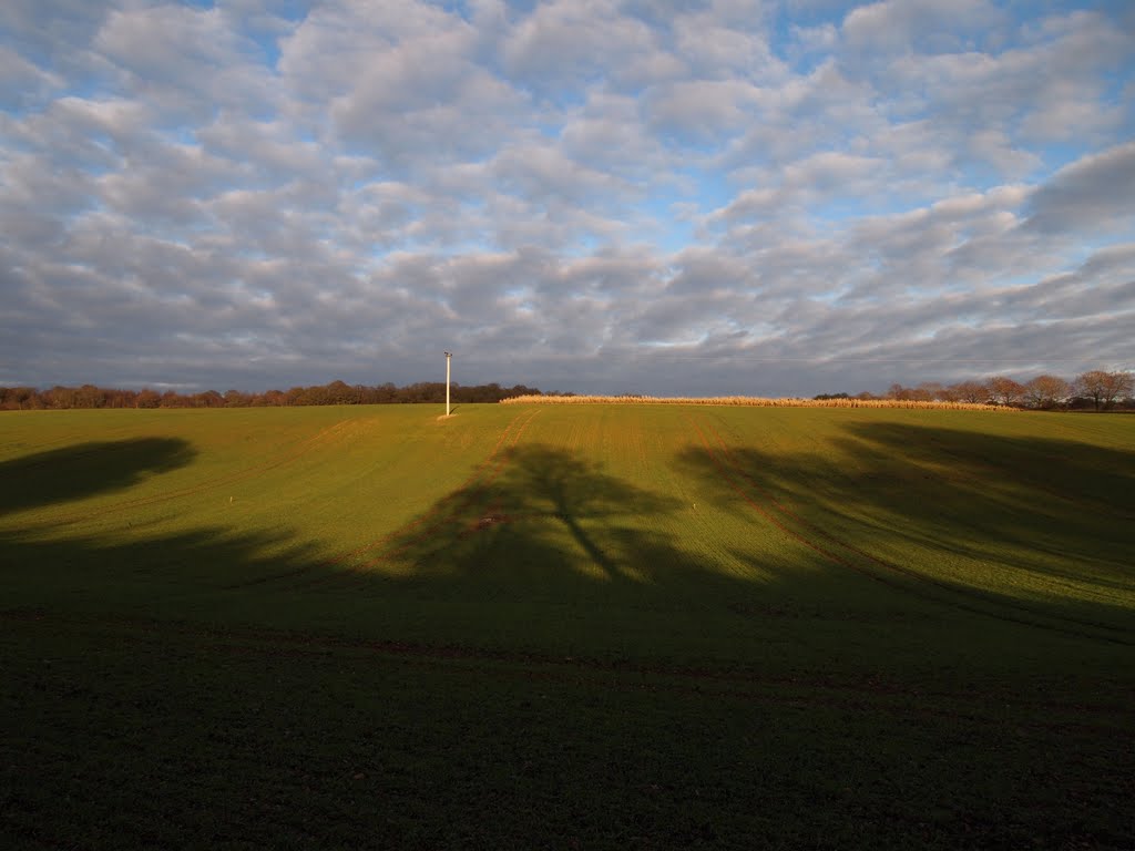 Fields near Harewood Forest, Андовер