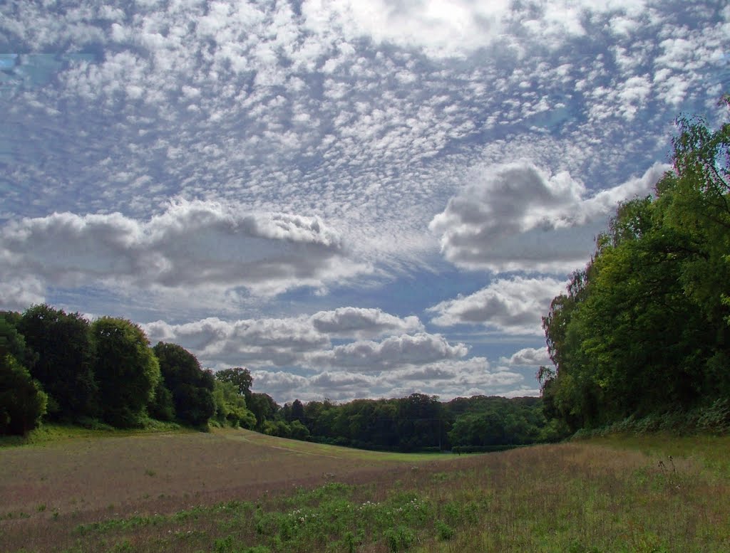 Field in Harewood Forest, Андовер