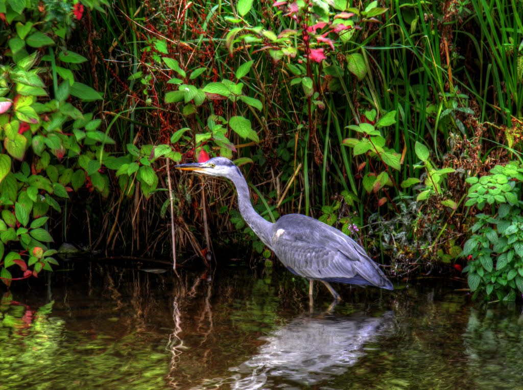 Ashton Canal - Wildlife, Grey Heron, Аштон-андер-Лин