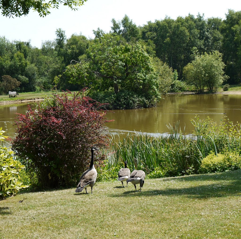 Canada Geese at Burgh Heath Pond, Банстед