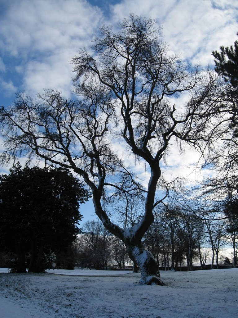 Winter tree, Барнсли