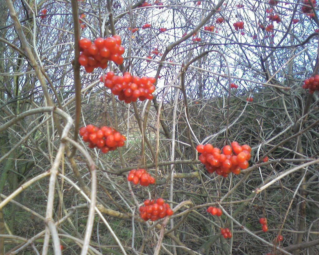 winter berries, Барнсли