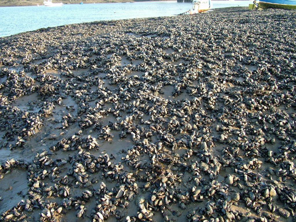 Mussels on Chappel Bed, Барроу-ин-Фарнесс