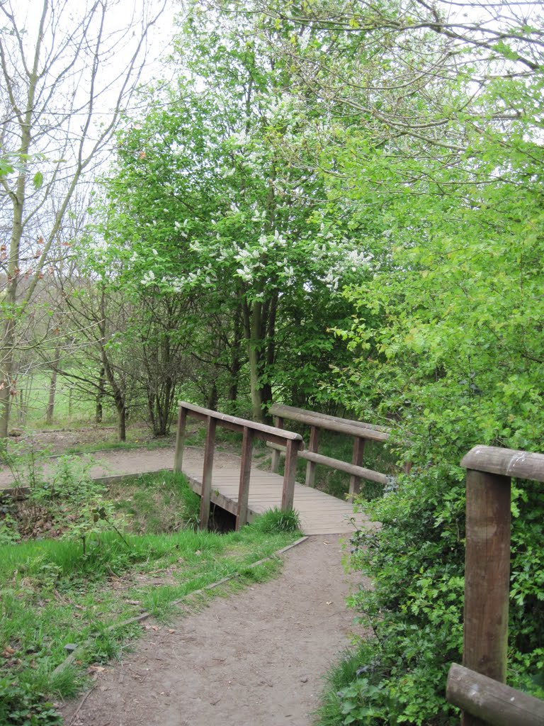 Blossom and footbridge, Oakwell Hall park, April 2011, Батли