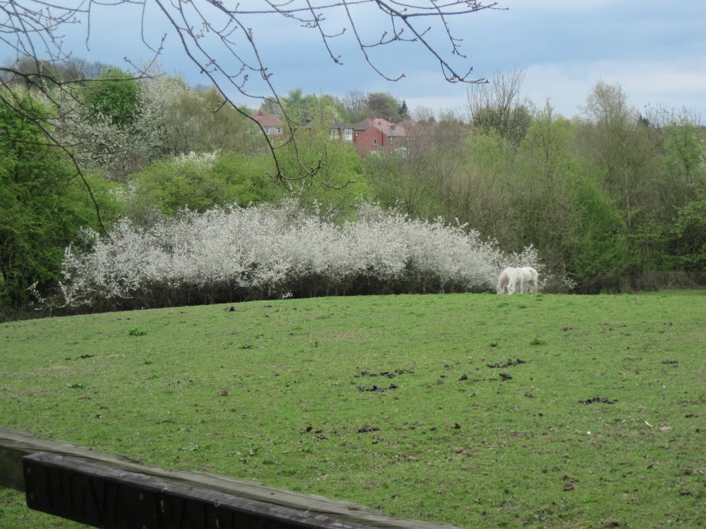White horses, white blossom, Oakwell Hall Park April 2011, Батли
