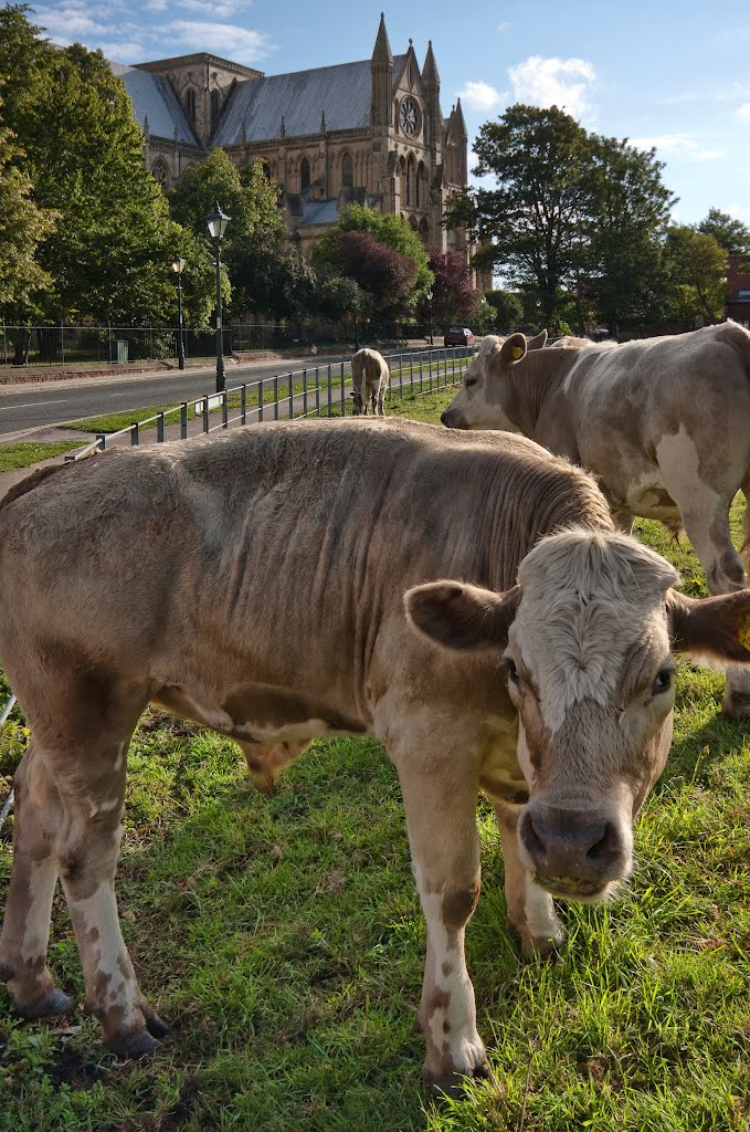 Cattle near Beverley Minster, Беверли