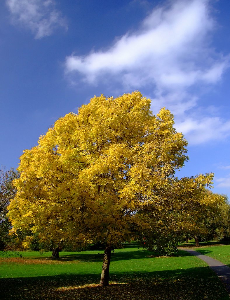 Autumn Park tree, Бедворт