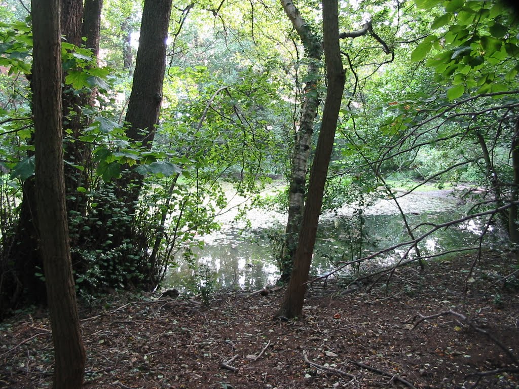 Pond in Holly Wood, Брентвуд