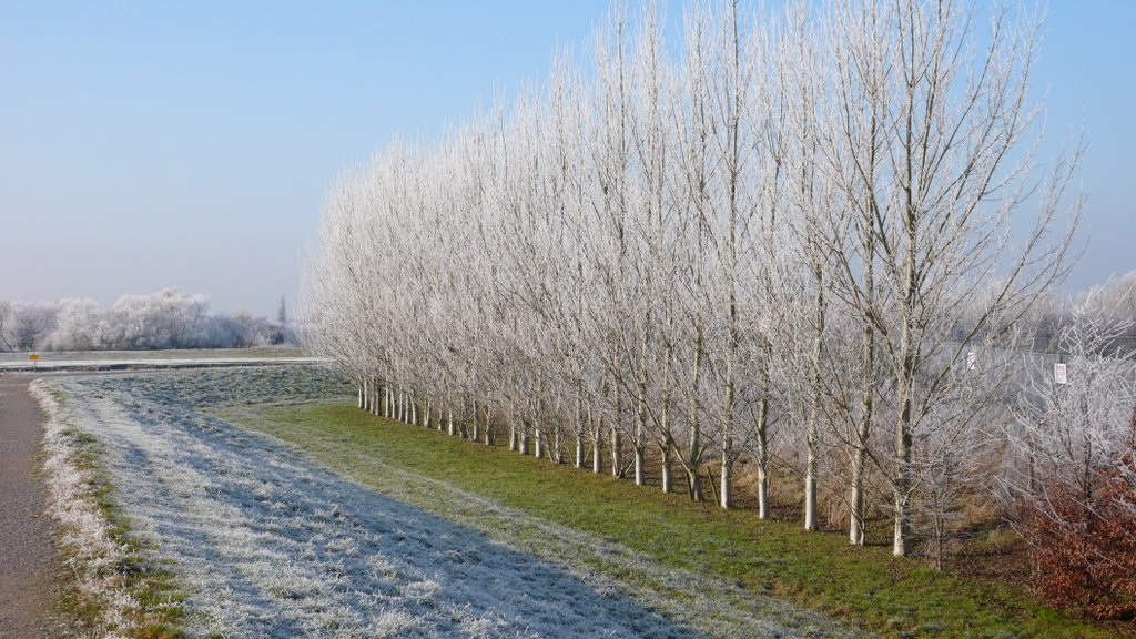 FrostyTrees along the path of the River Parrett, Бриджуотер