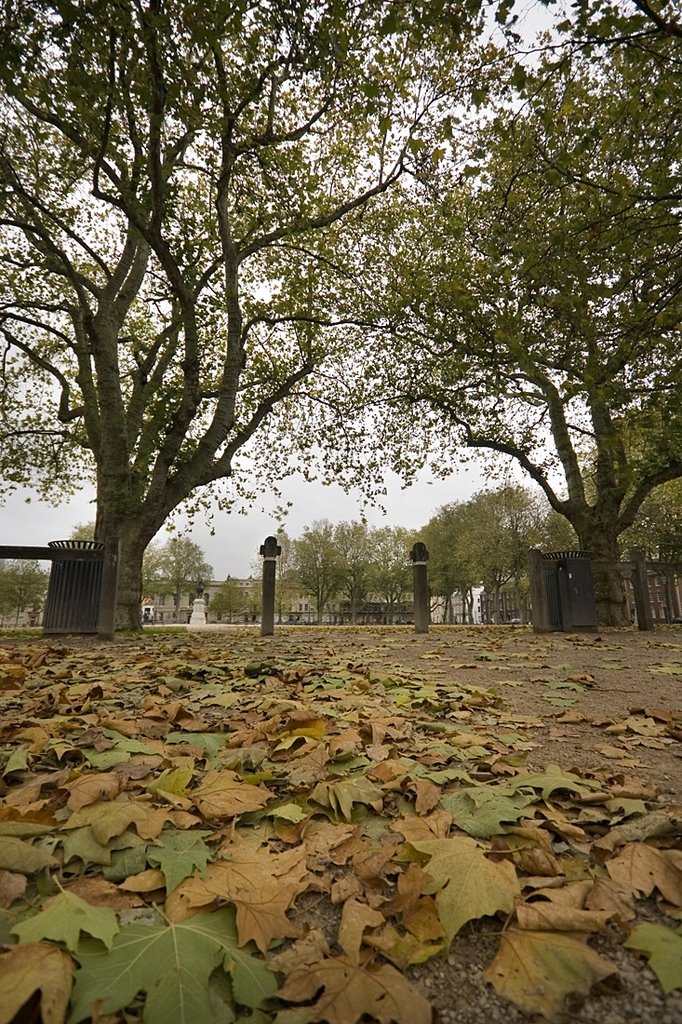 Autumn leaves in Queens Square, Бристоль