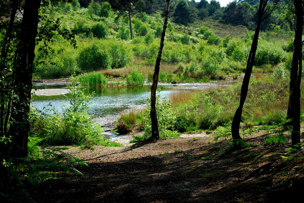 the pond, delph wood, Ватерлоо
